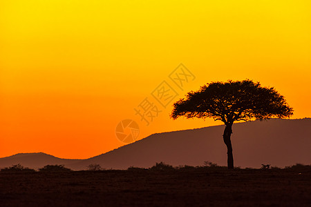 非洲 跳舞非洲大草原清晨背景