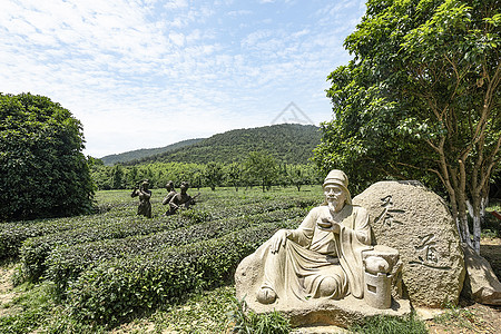 田园茶园背景