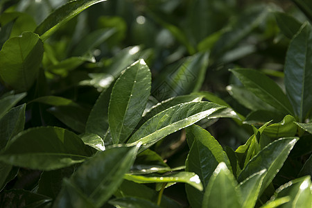 植物背景图片