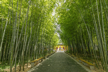 夏日竹林竹子避暑高清图片