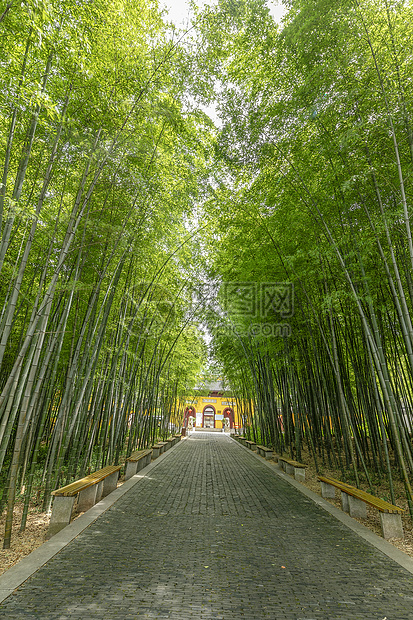 夏日竹林图片