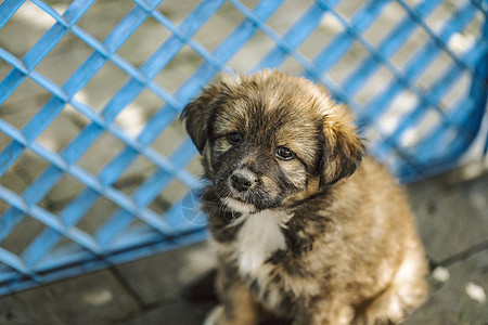 汪星人中华田园犬高清图片