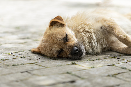 汪星人中华田园犬高清图片