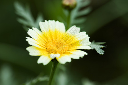 茼蒿花图片