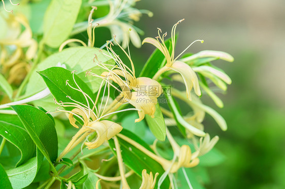 金银花树上生长旺盛的金银花图片