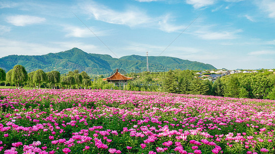 自然花海图片