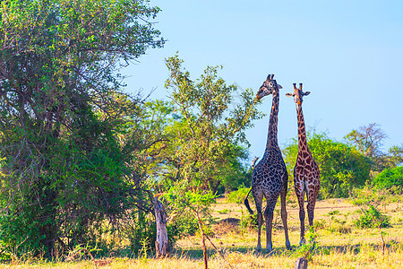 非洲长颈鹿图片