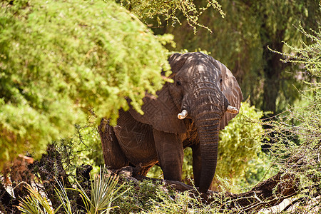 桑布鲁非洲象图片