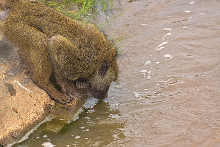 喝水的狒狒图片