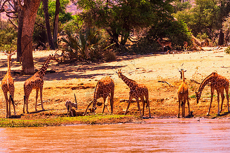 桑布鲁饮水的长颈鹿群图片
