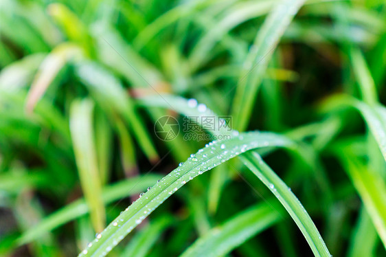 小草上的水滴图片