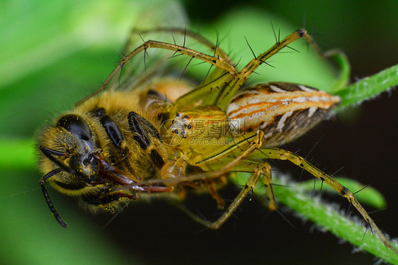 蜘蛛捕食蜜蜂图片