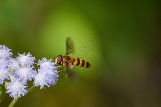  蜜蜂采花粉图片