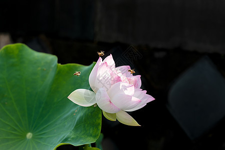 荷花背景图片