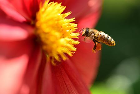 蜜蜂采蜜蜂儿采蜜高清图片