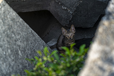 流浪猫背景图片