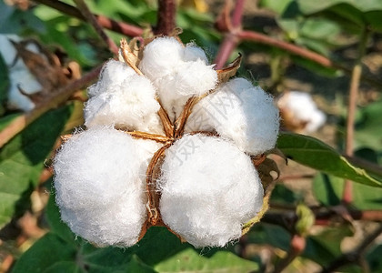 棉花植物农作物粗绒棉高清图片