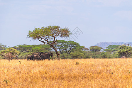 东非稀树草原里的大象图片