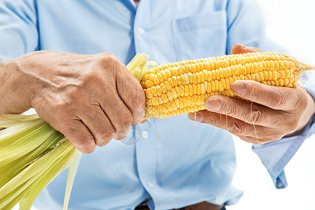 农民玉米掰玉米的双手背景