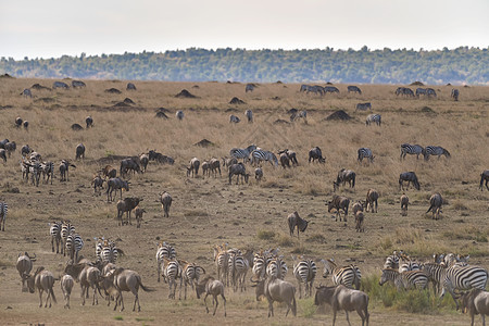 非洲动物迁徙场景图片