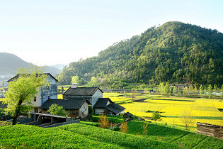 新农村油菜花海图片