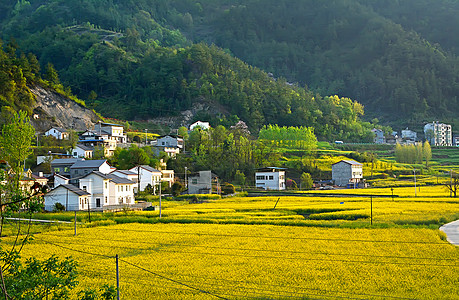 绿色麦田新农村油菜花海背景