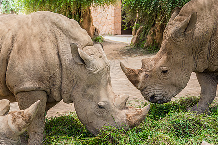 犀牛建模照片-犀牛建模背景-犀牛建模摄影图片下载-摄图网