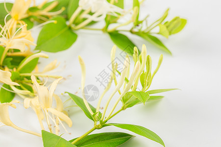 金银花背景图片