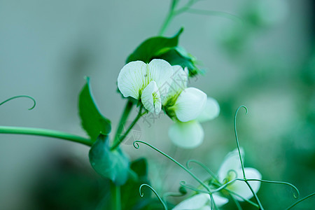 豌豆花背景图片