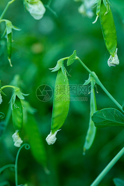 豌豆荚高清图片下载 正版图片 摄图网