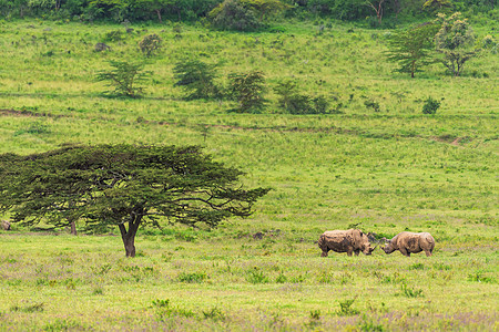 非洲稀树草原景色图片