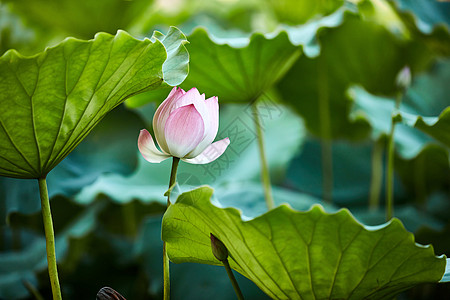 深圳洪湖公园荷花图片