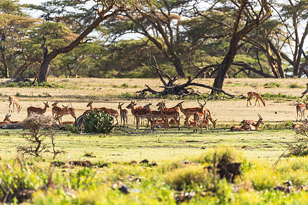 奈瓦沙的羚羊群图片