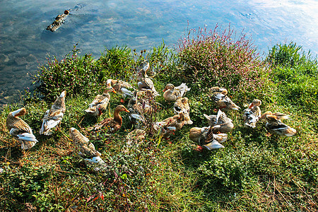 田野里池塘边一群小鸭子背景图片