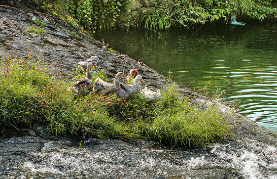 池塘边一群小鸭子图片