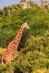 非洲丛林丛林中的长颈鹿背景