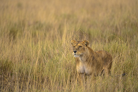 盯着猎物的狮子高清图片