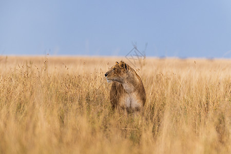 稀树草原中的狮子图片