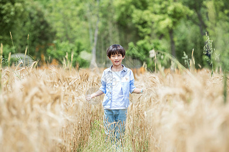 小男孩稻田奔跑图片