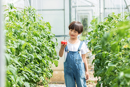 小男孩蔬菜棚里摘西红柿图片