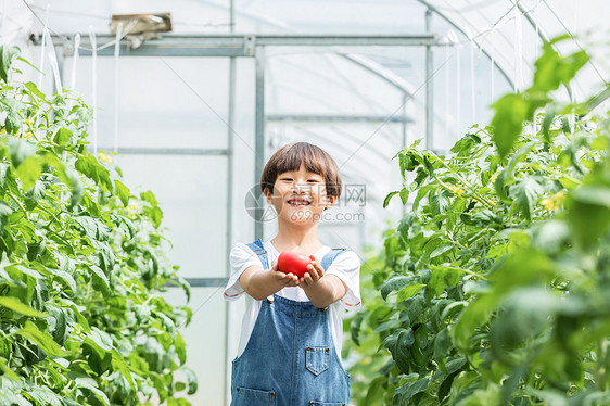 小男孩蔬菜棚里摘西红柿图片