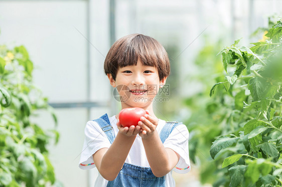 小男孩蔬菜棚里摘西红柿图片