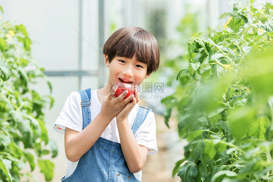 小男孩蔬菜棚里摘西红柿图片