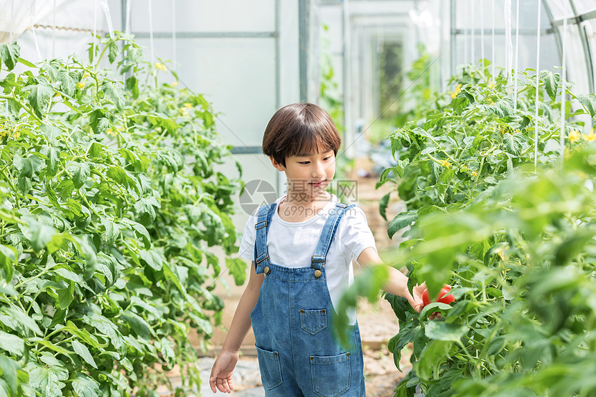 小男孩蔬菜棚里摘西红柿图片