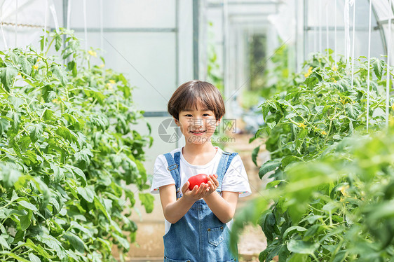 小男孩蔬菜棚里摘西红柿图片