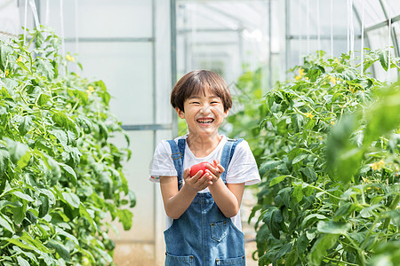 小男孩蔬菜棚里摘西红柿图片