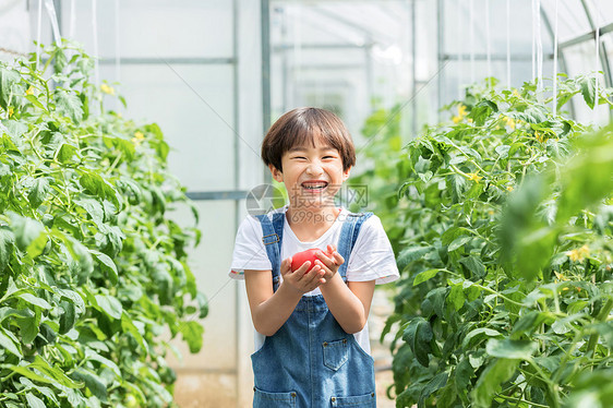 小男孩蔬菜棚里摘西红柿图片