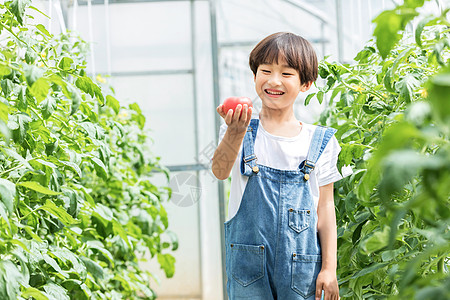 小男孩蔬菜棚里摘西红柿图片