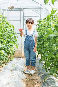 小男孩蔬菜棚里摘西红柿图片