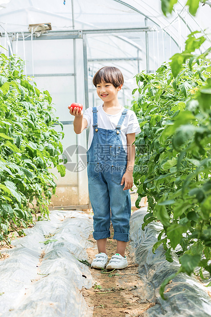 小男孩蔬菜棚里摘西红柿图片